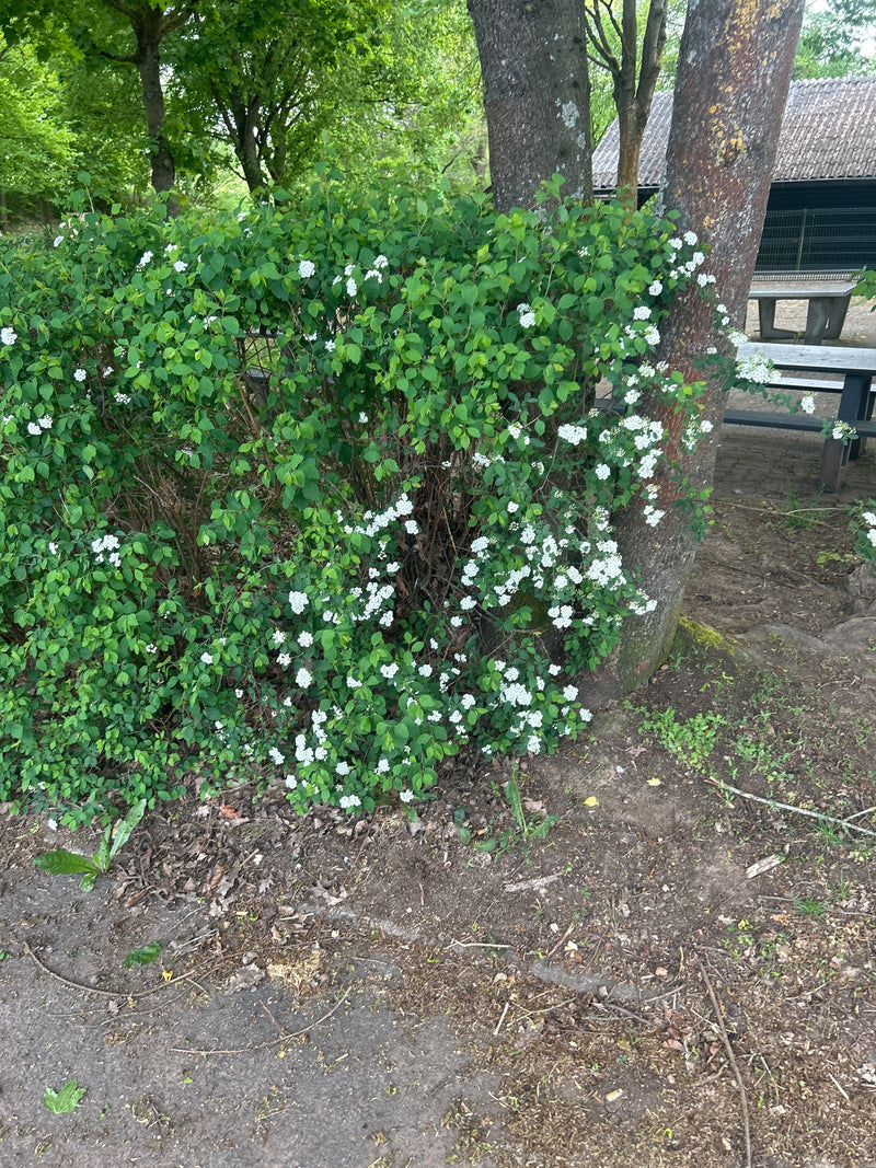 De afbeelding toont een grote, groenbladerige Vanhouttespirea struik met vele witte bloemen. Hij staat buiten voor een grote boom.