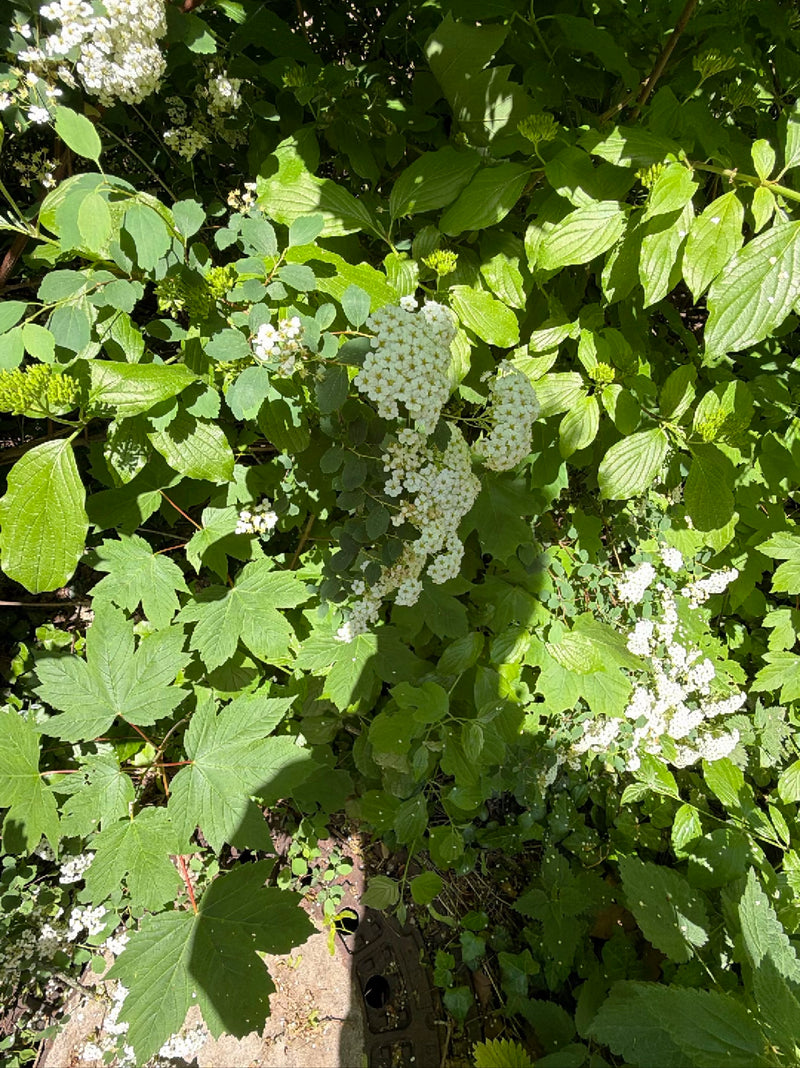 De Vanhoutte-spierstruik is zichtbaar met zijn kenmerkende witte bloeiwijzen en groene bladeren. De afbeelding toont details van de plant in een natuurlijke ...