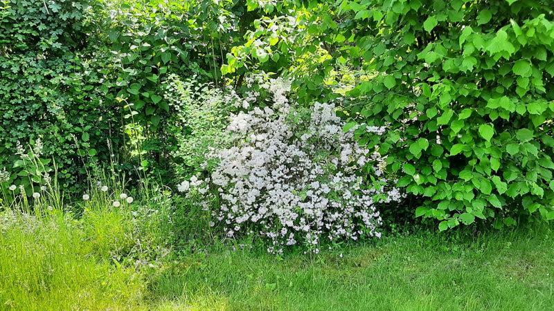 De afbeelding toont een rijkelijk bloeiende Vanhoutte-spirea met dichte, witte bloeiwijzen. De struik staat voor een groene haag en aan de rand van een gazon.