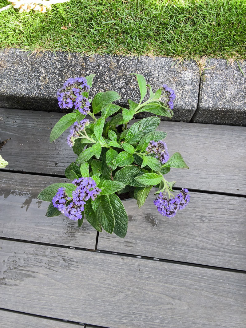 vanille bloem — Bild 1