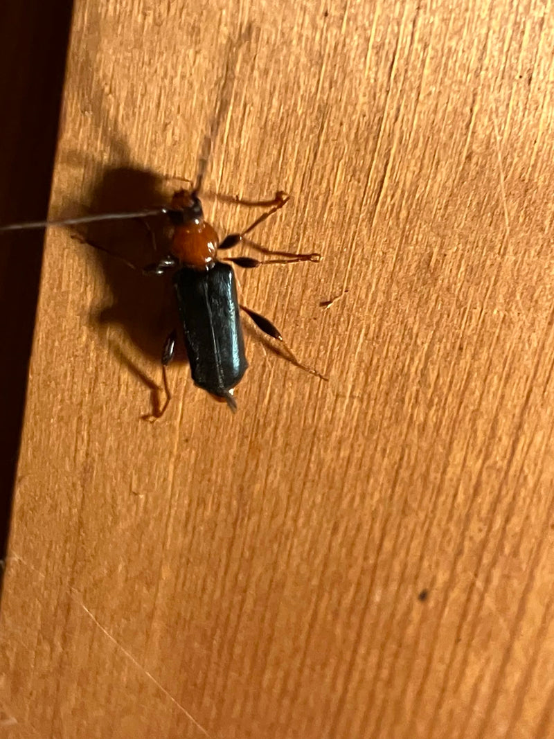 Een Phymatodes testaceus zit op een licht houten oppervlak. De kever vertoont duidelijk herkenbare kenmerken zoals het roodachtige halsschild en de donkere d...