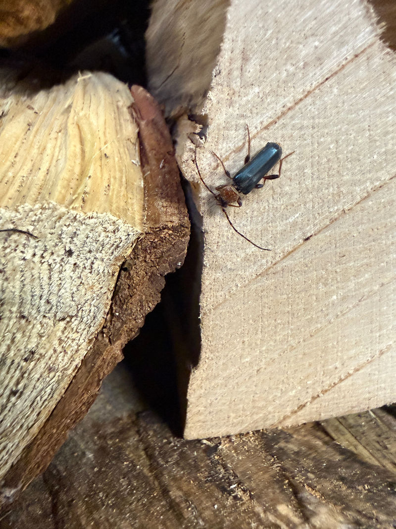Een schijvenboktor zit op het oppervlak van een gespleten blok hout. Het insect is goed zichtbaar met zijn roodachtige halsschild en donkere dekdekschilden.