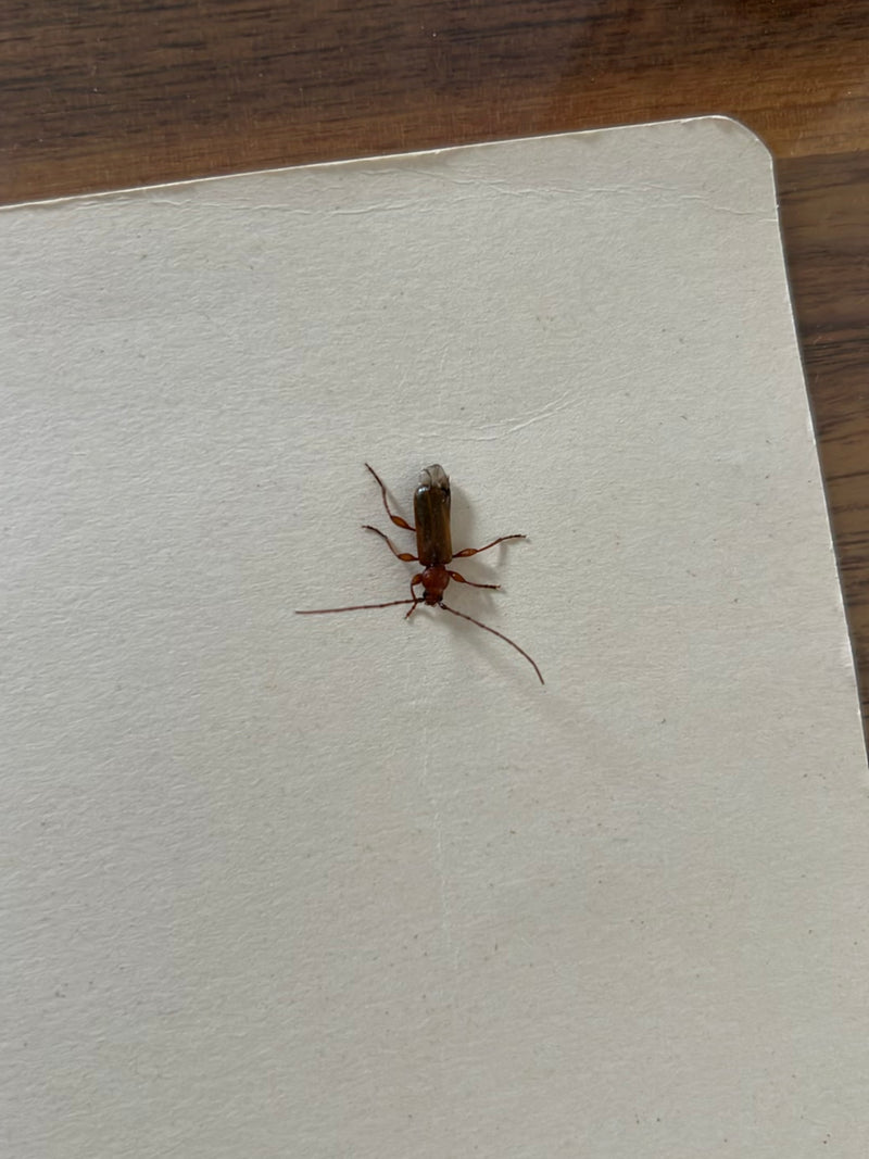 Een Phymatodes testaceus is duidelijk zichtbaar op een lichte achtergrond met zijn typische lange sprieten.