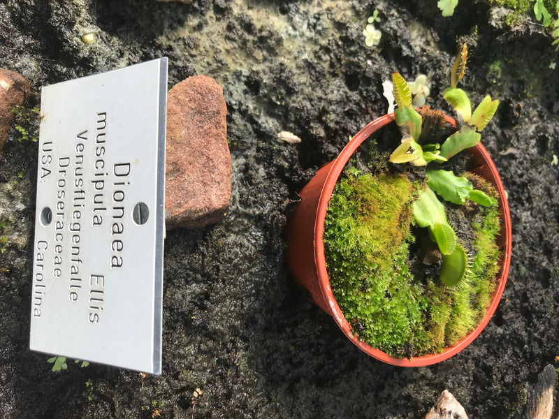 De foto toont een Venusvliegenval in een kleine bloempot naast een botanisch etiket. De karakteristieke vallen van de plant zijn duidelijk zichtbaar.