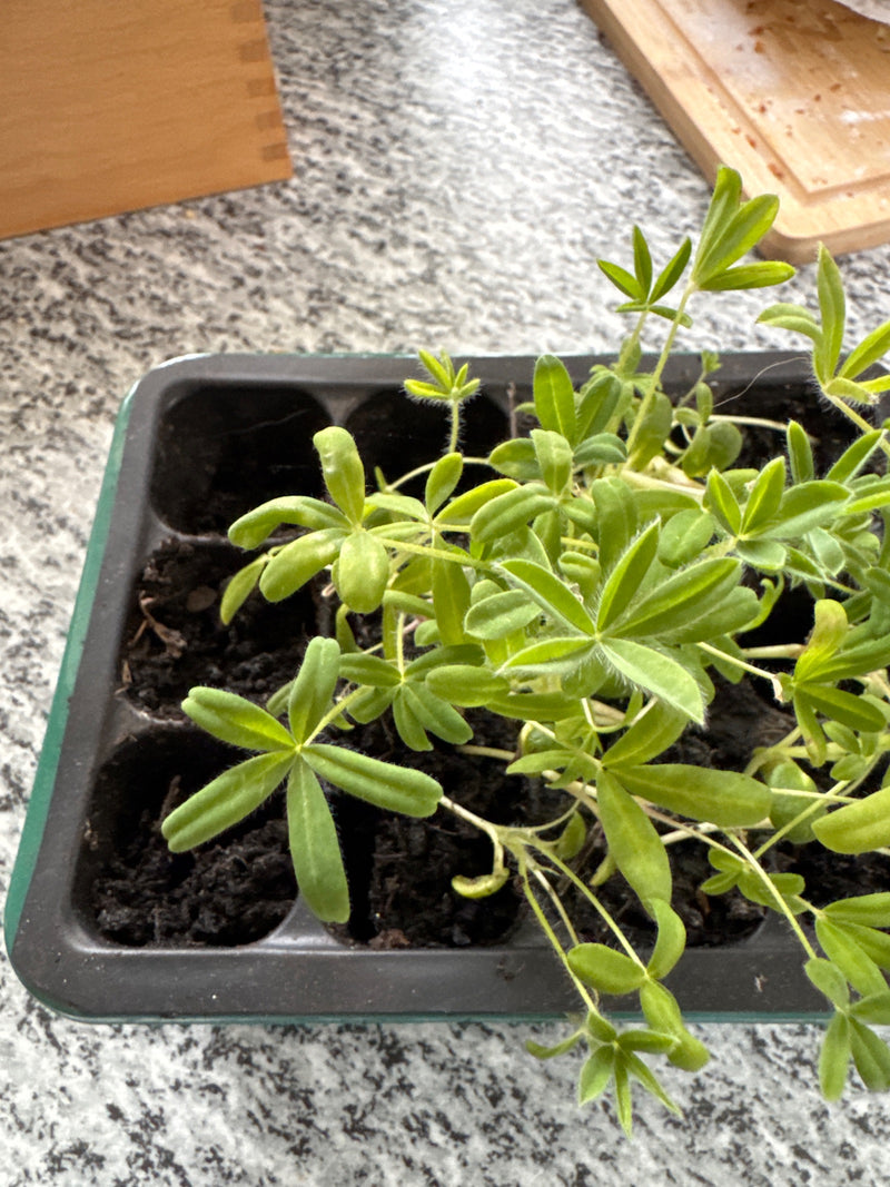 Vielblättrige Lupine — Bild 2