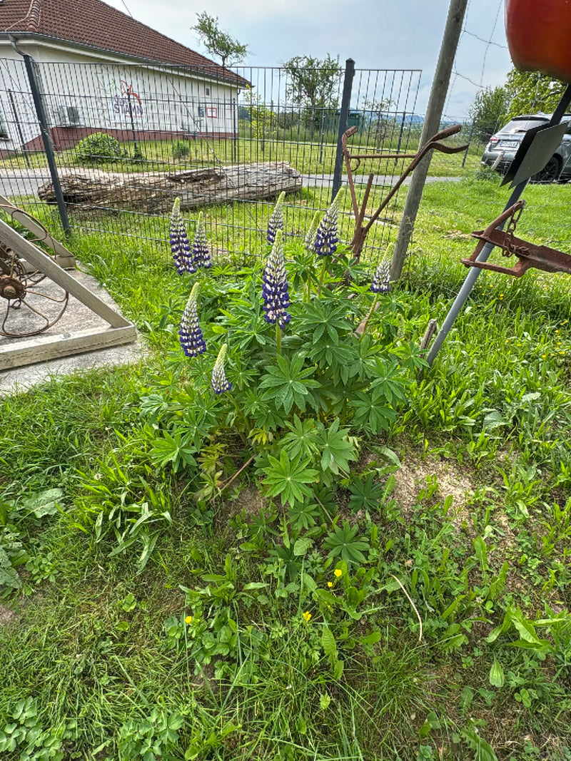 Vielblättrige Lupine — Bild 1