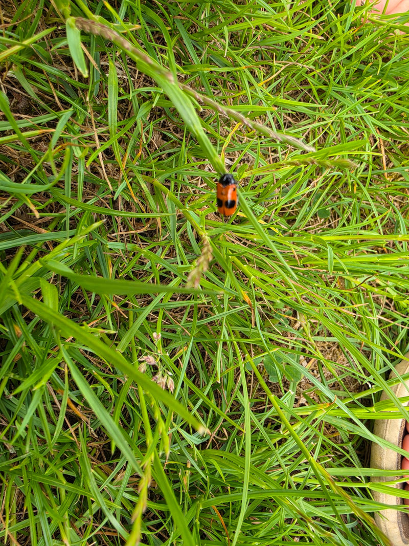 Vier-gevlekte kever — Bild 3