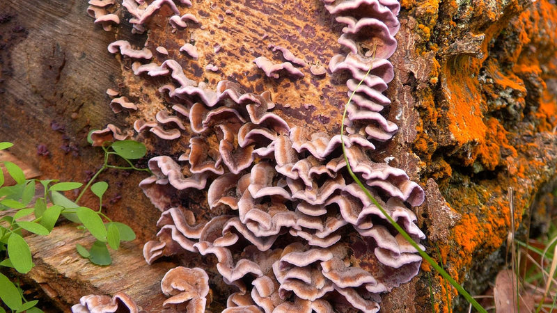 Violetter Knorpelschichtpilz — Bild 1