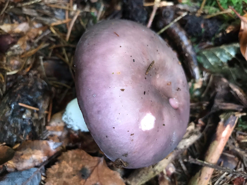 Violetter Rötelritterling — foto 2 van 2