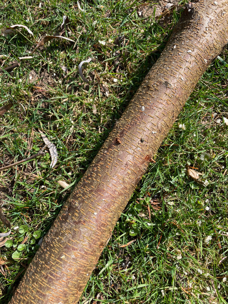 Vogelkers — Bild 1