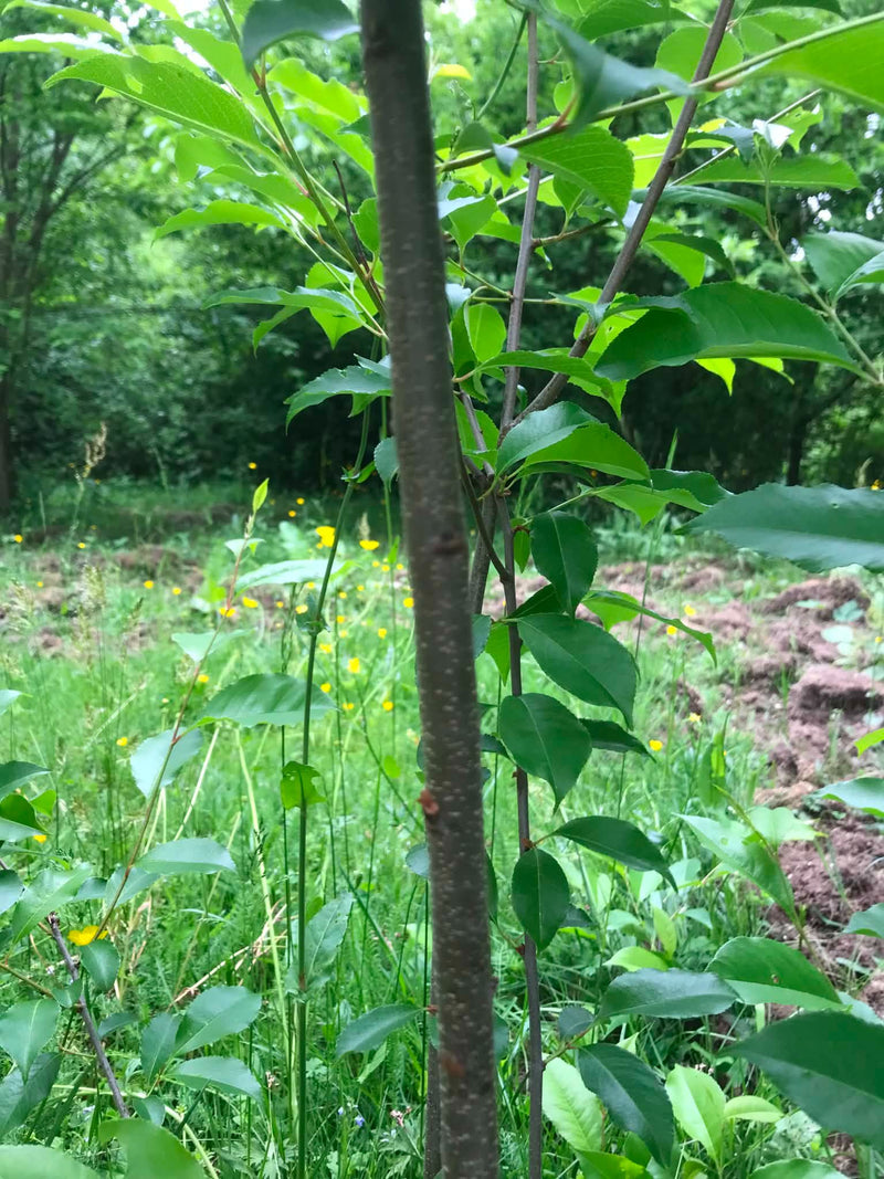 Te zien zijn de stam en het groene bladerdak van een jonge zoete kers. Op de achtergrond is een weilandachtige omgeving met gele bloemen te zien.
