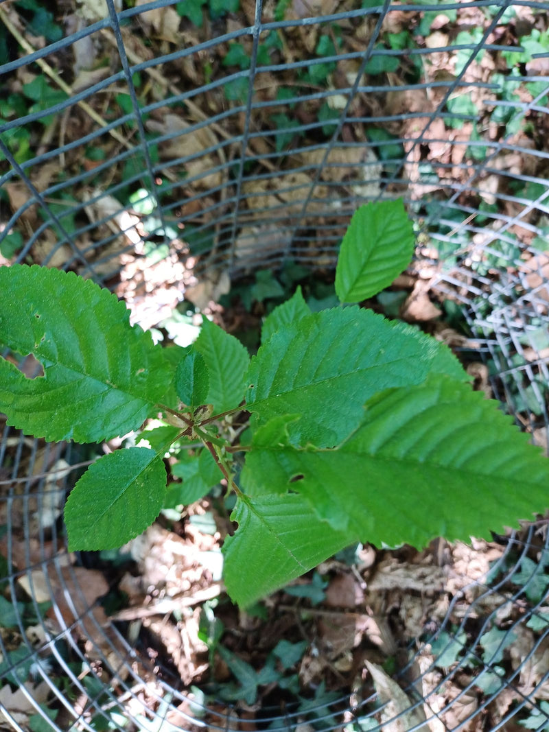 Een jonge scheut van de zoete kers met groene bladeren is te zien. De plant groeit beschermd in een rond gaas op de bosbodem.