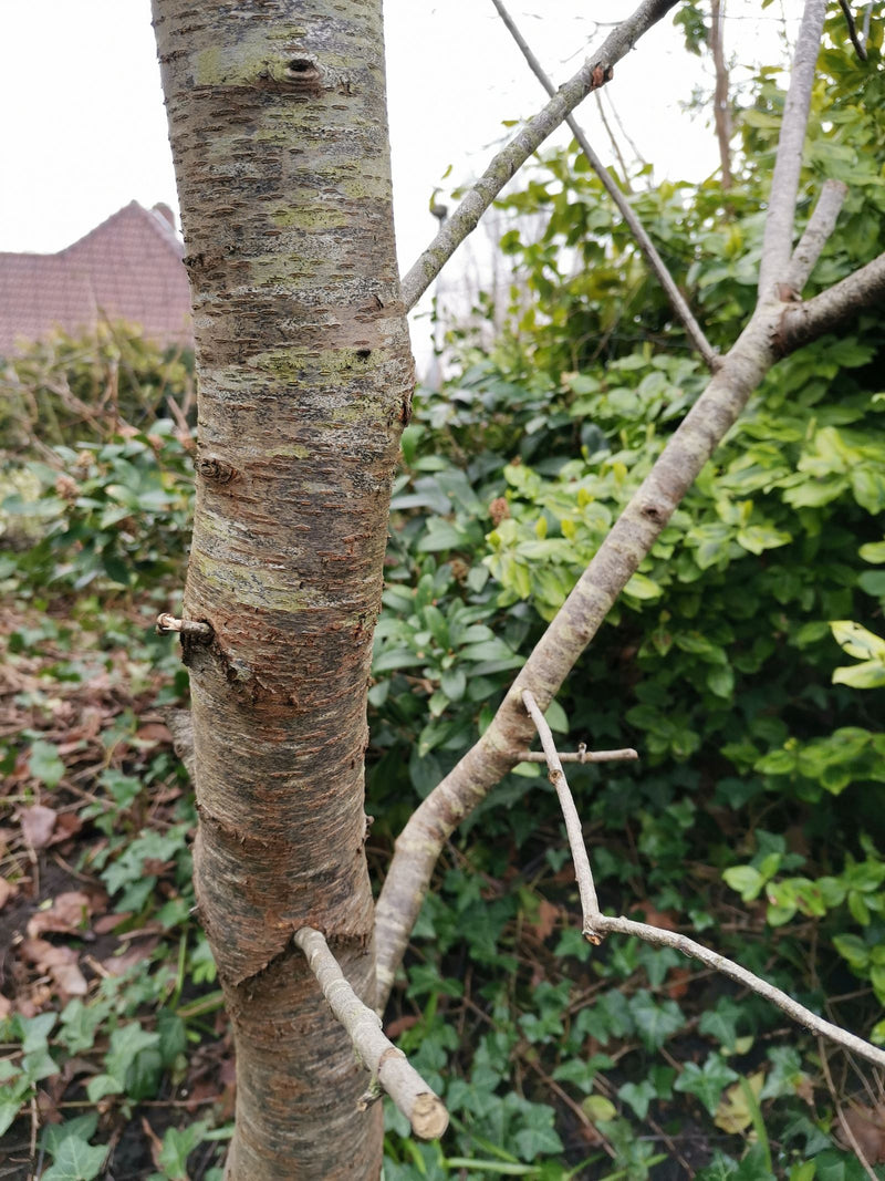 Te zien is de stam van een jonge zoete kers met zijn typische horizontaal gestreepte schors. Op de achtergrond bevinden zich groene struiken en een gebouw.