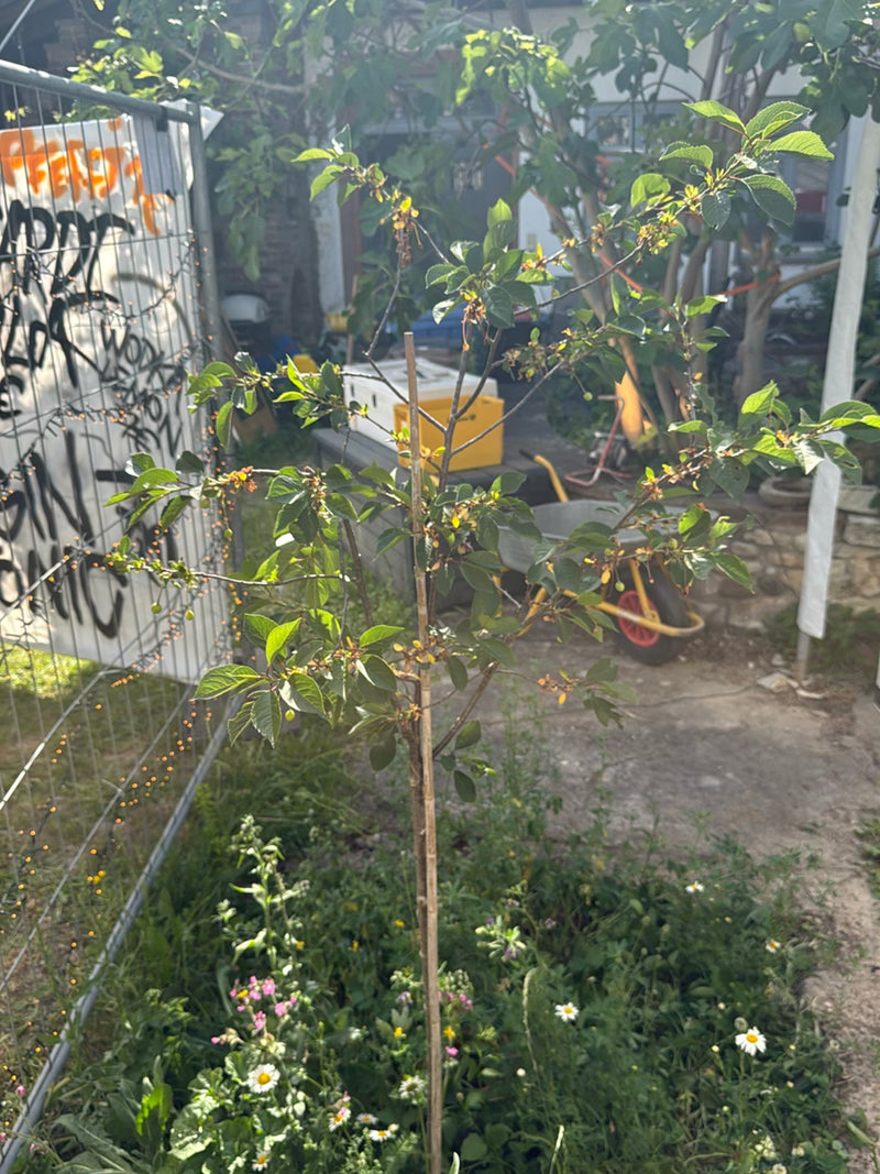 Er is een jonge zoete kersenboom te zien met groene bladeren en kleine vruchten. Deze staat in een stedelijke of tuachtige omgeving.