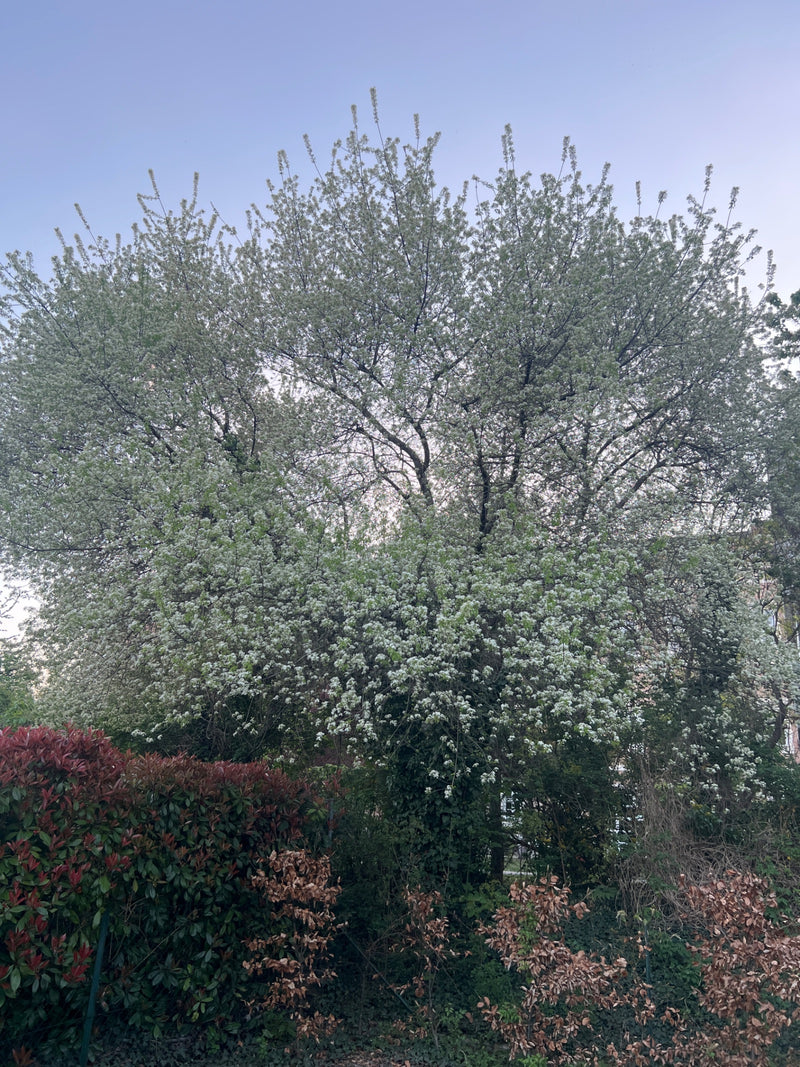 Te zien is een grote, volop bloeiende boom met talrijke witte bloemen tegen een heldere hemel. De boom staat in een tuin of park.