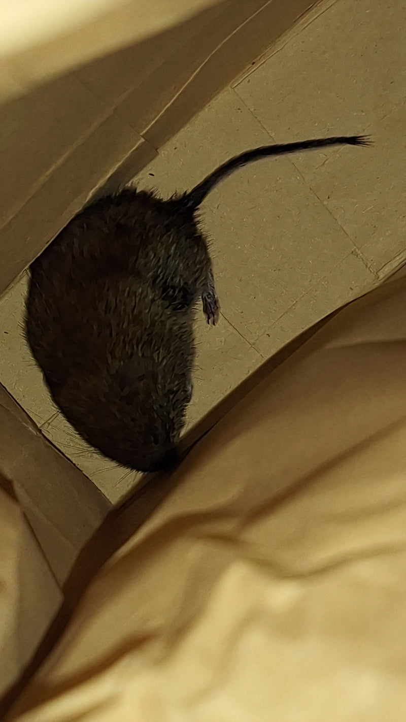 Woelmuis (Microtus sp.) — Bild 1