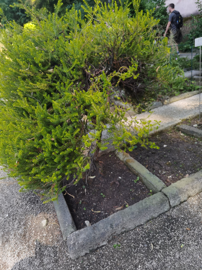 Jeneverbes Grevillee — Bild 1