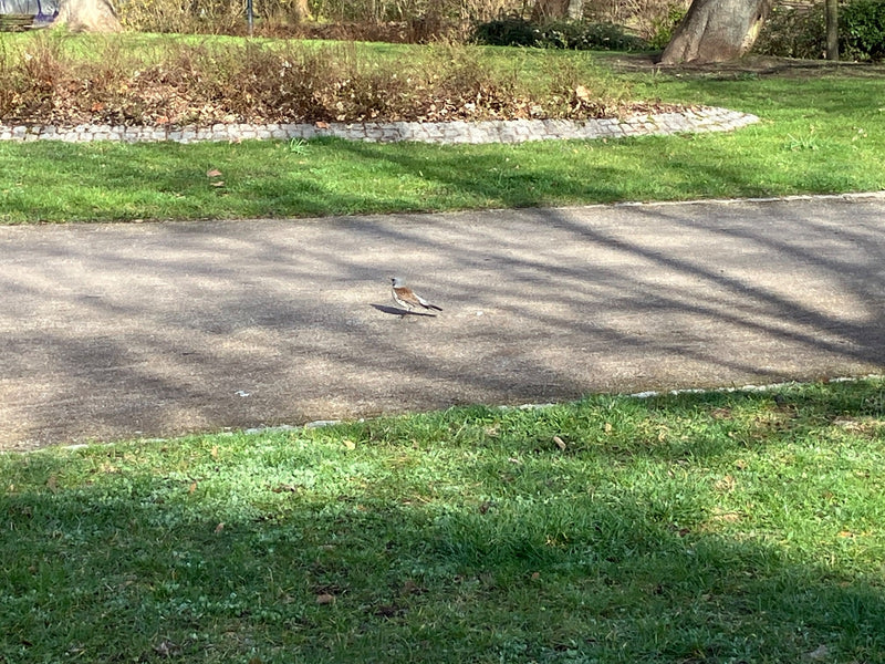 Kramsvogel — Bild 1