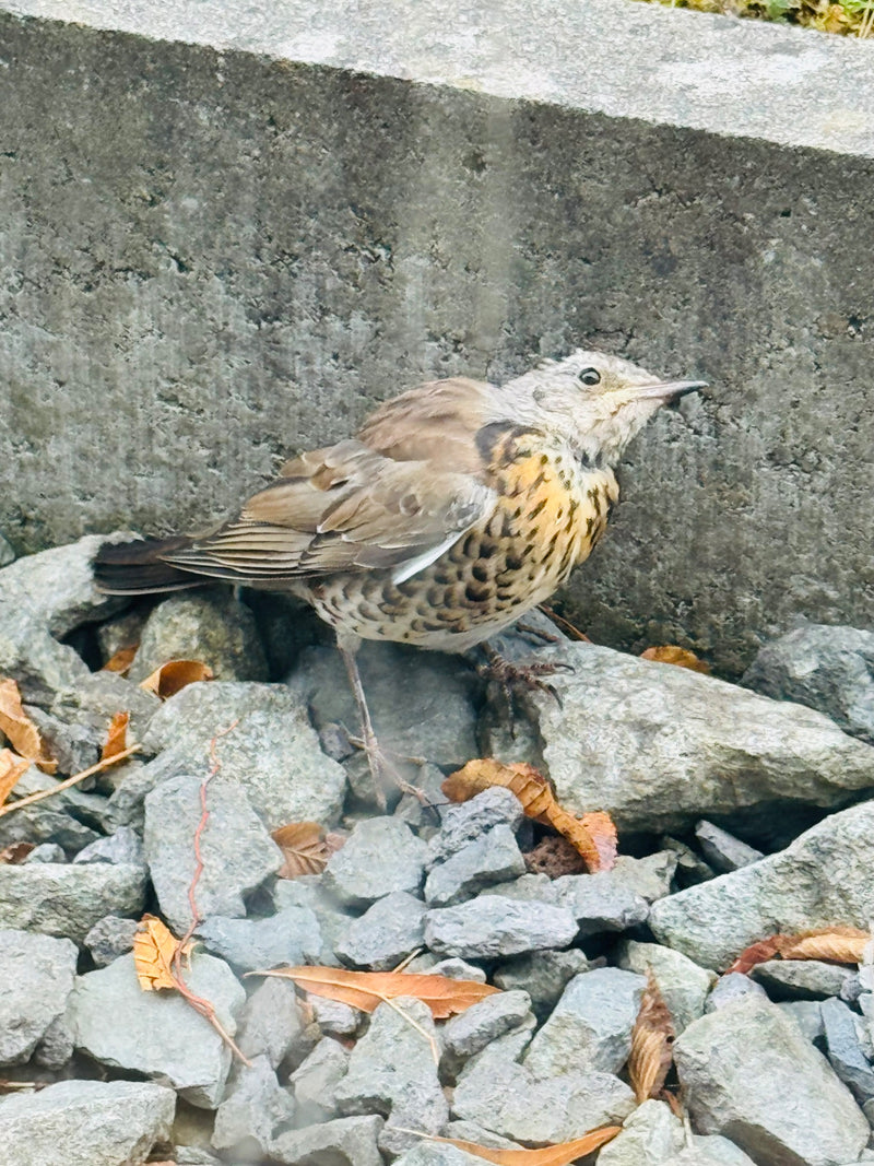 Een koperwiek zit op een stenige ondergrond voor een grijs betonnen muur. De vogel is goed zichtbaar.