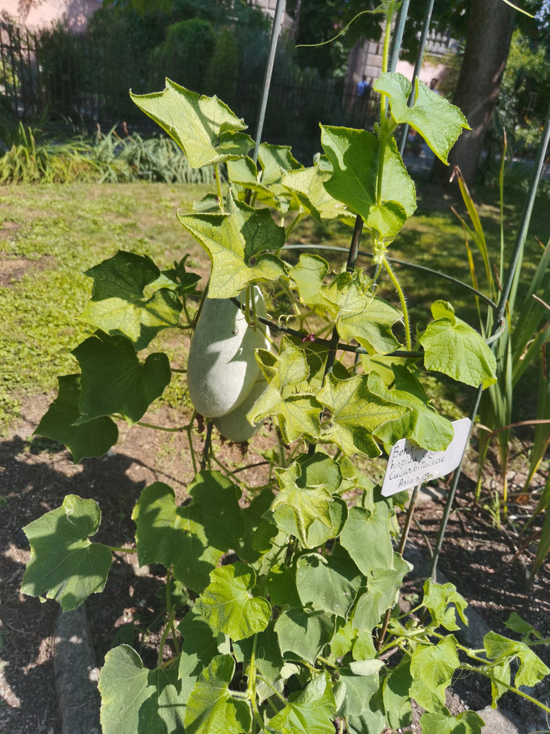 Was kalebas — Bild 2