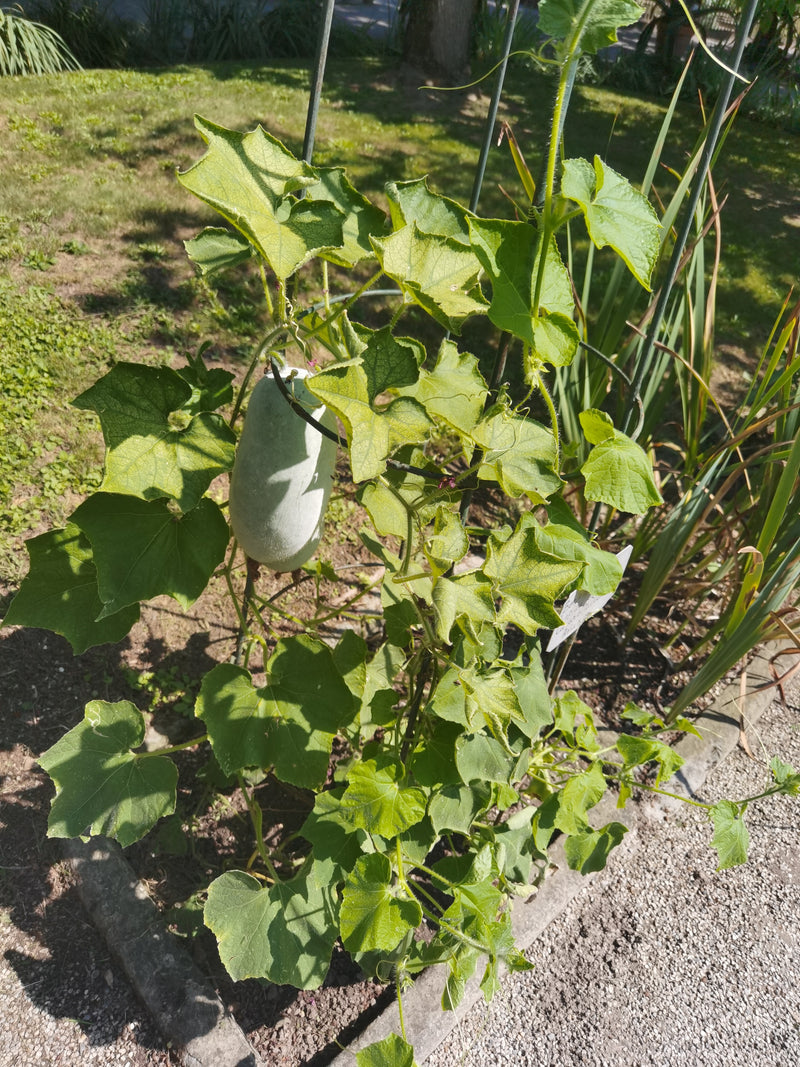 Was kalebas — Bild 1