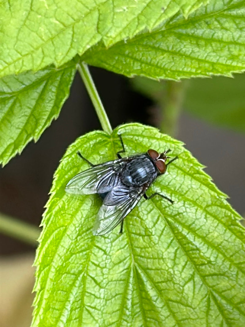 Een stalvlieg zit van bovenaf gezien op een groen blad.