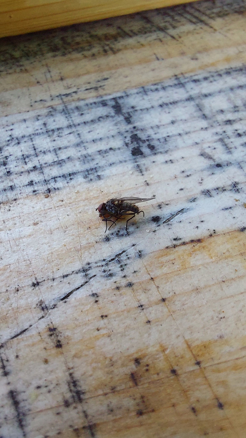 Een stalvlieg zit op een gestructureerd houten oppervlak. Het insectenexemplaar is duidelijk zichtbaar.