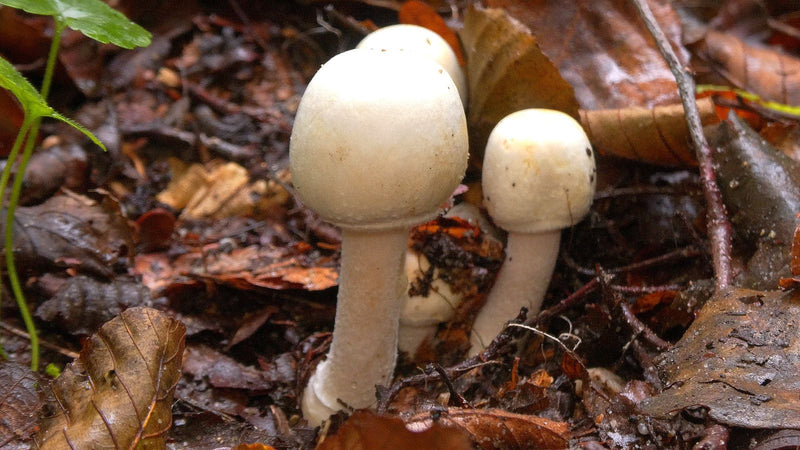 Wald-Anis-Champignon — foto 1 van 1