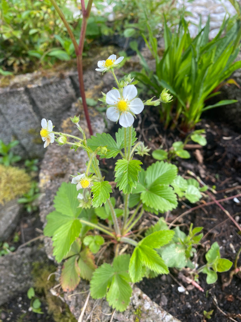 Aardbeien — Bild 1