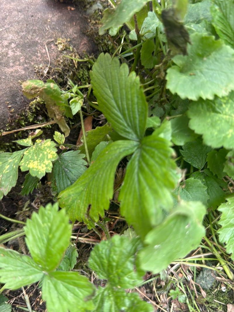 Op de grond zijn de typische, drietallige en getande groene bladeren van een bosaardbei te zien.