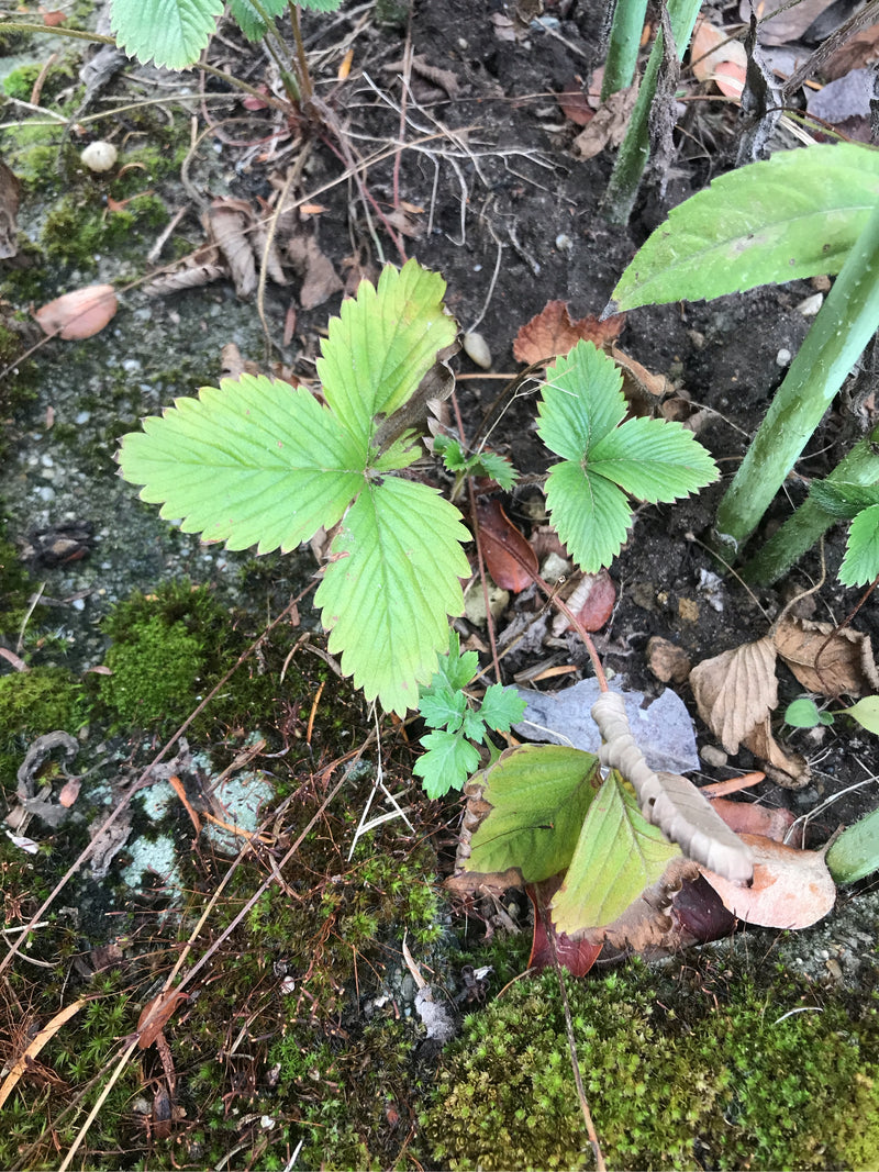 Aardbeien — foto 2 van 16