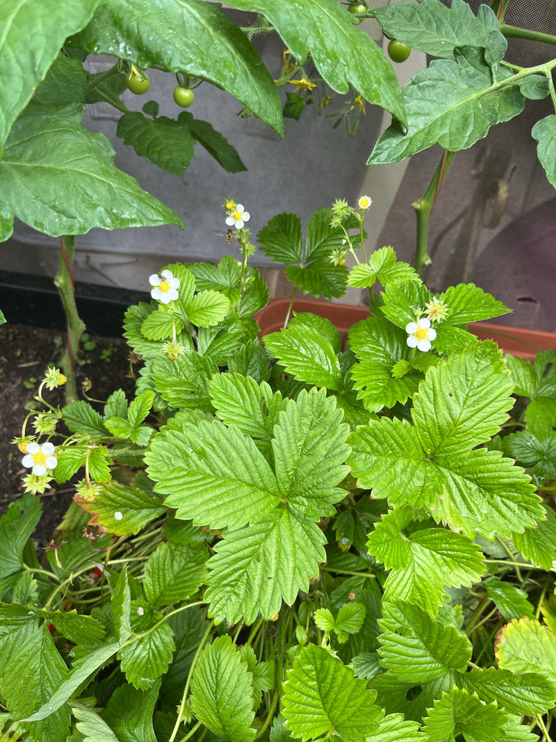 De afbeelding toont een bloeiende aardbeienplant met kenmerkende groene drietallige bladeren en witte bloemen. De plant groeit in een bak.