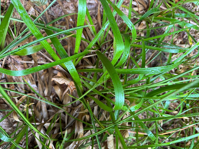 Wald-Hainsimse — foto 1 van 1
