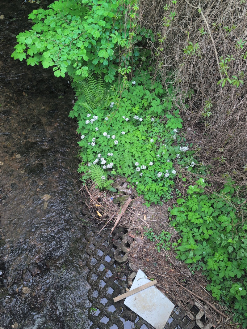 Bosschuimkruid — Bild 1