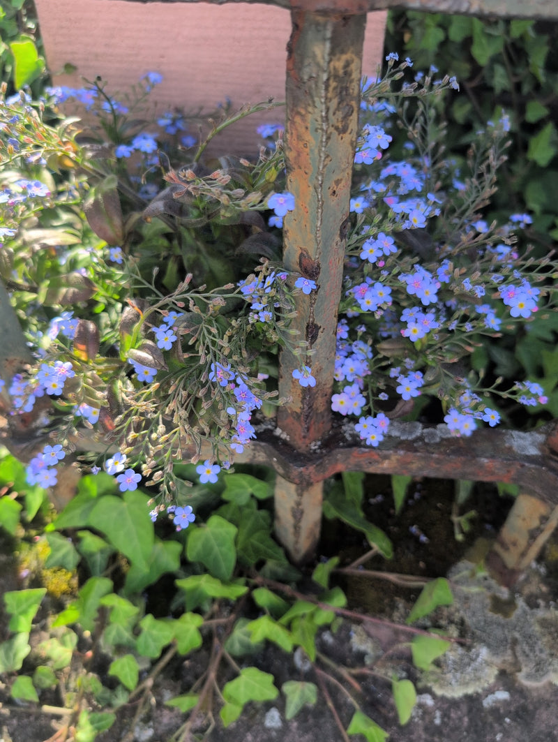Talrijke kleine blauwe bloemen van het bosvergeet-mij-nietje groeien rond een roestig metalen hek.