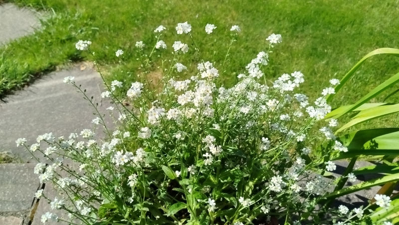 De afbeelding toont een bloeiende bosvergiet-me-niet-plant met talrijke kleine witte bloemen. De foto is genomen vanuit een licht verhoogd perspectief in een...