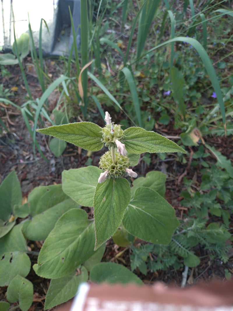 De foto toont de bovenste plantendelen van een bosandoorn met tegenoverstaande bladeren en kransstandige bloemen. De plant groeit in het onderhout tussen and...