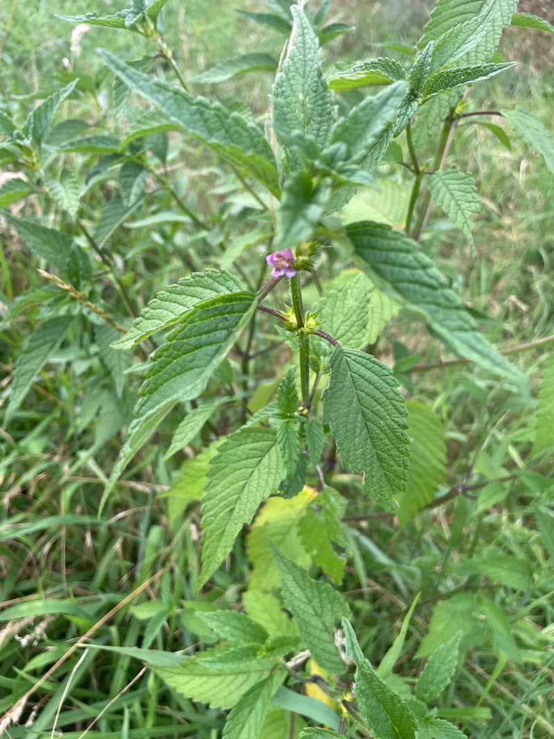 Een groene plant met getande bladeren en een kleine paarse bloem is te zien. Het is de bosandoorn in een weilandomgeving.