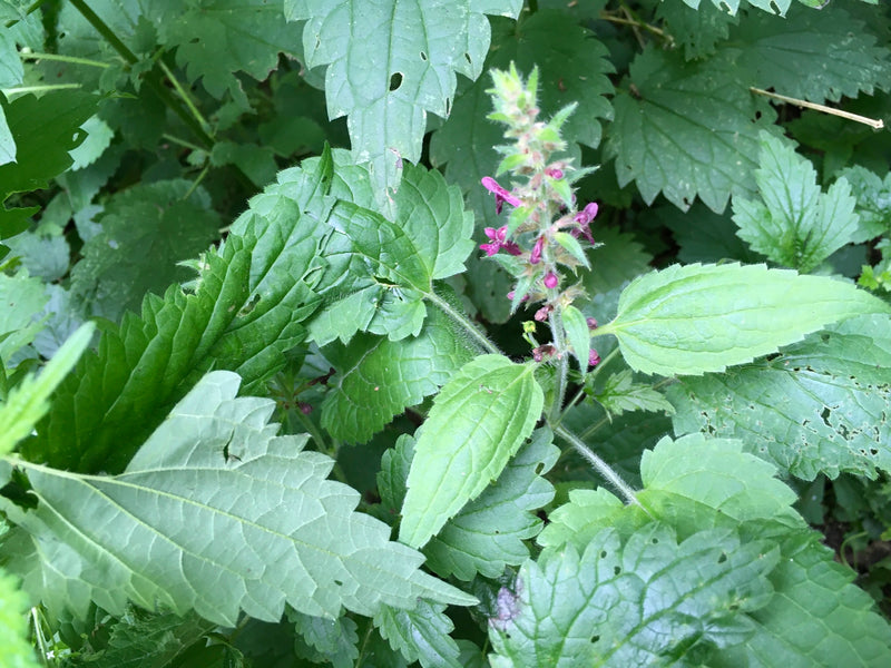 Te zien is een bloeiende plant van de boswederik met typische purperrode bloemen en getande bladeren. Hij groeit te midden van groen in een natuurlijke omgev...