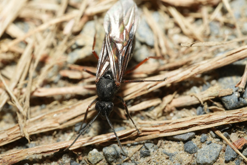 Waldameise (geflügelte Königin) — Bild 1