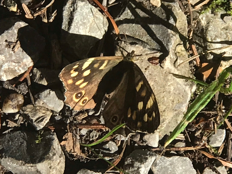 Bos bordspel — foto 1 van 2