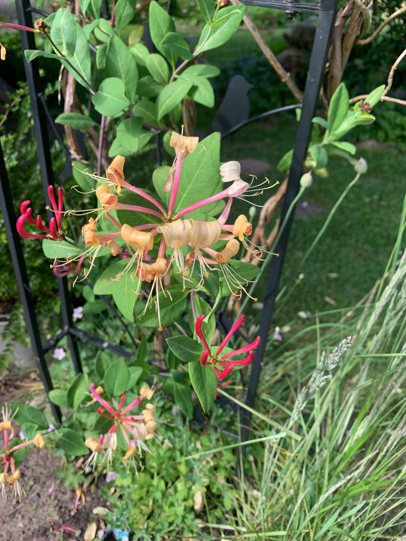 De afbeelding toont de typische bloemen en groene bladeren van de kamperfoelie groeiend op een klimrek in een tuin.