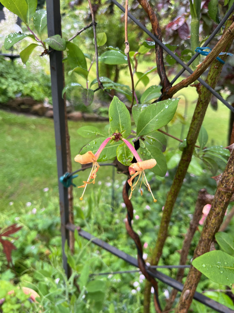 De afbeelding toont de kenmerkende rood-gele bloemen en groene bladeren van een kamperfoelie. Hij klimt langs een rek in een tuin.