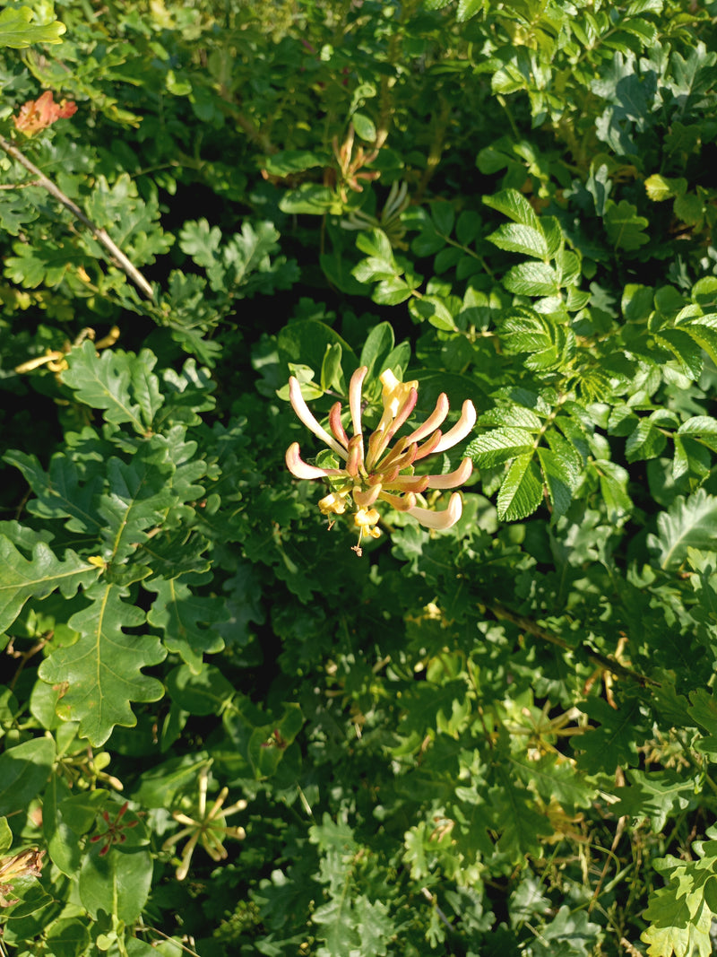 In het centrum is de opvallende rood-gele bloem van een kamperfoelie te zien, omringd door groen bladerdak. De plant presenteert zijn kenmerkende bloemen in ...