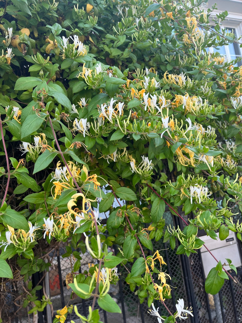 Te zien is een bloeiende kamperfoelie met karakteristieke wit-gele bloemen en groene bladeren die tegen een hek op klimt.