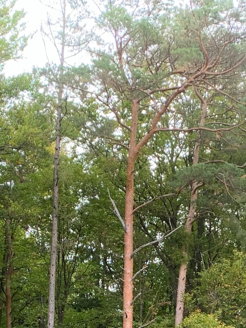 Volwassen grove dennen zijn zichtbaar met hun typische roodbruine stammen en groene naaldkruin. Ze staan in een zomers bos.