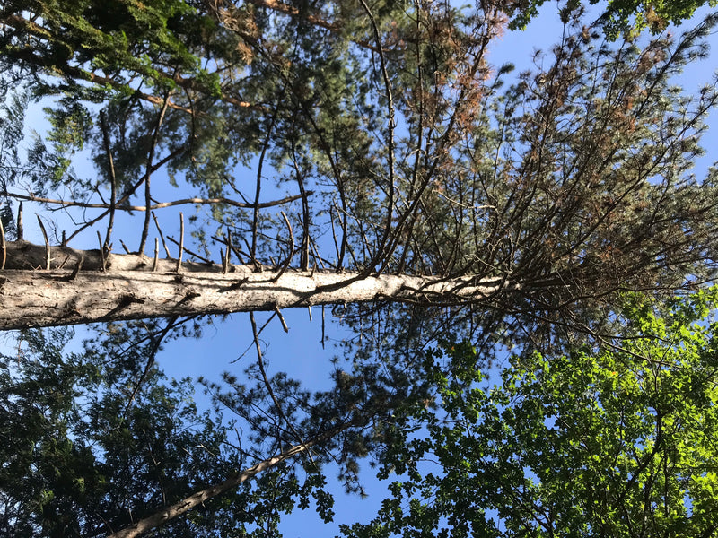 Te zien zijn de stam en kruin van een grove den in kikvorsperspectief tegen de blauwe hemel. De kenmerkende takken en naalden zijn duidelijk zichtbaar.