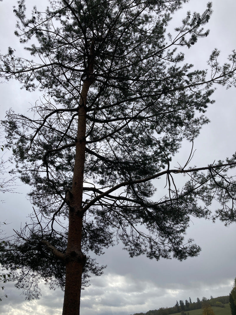 Een hoge grove den met een uitwaaierende kroon en naalden staat tegen een bewolkte hemel.