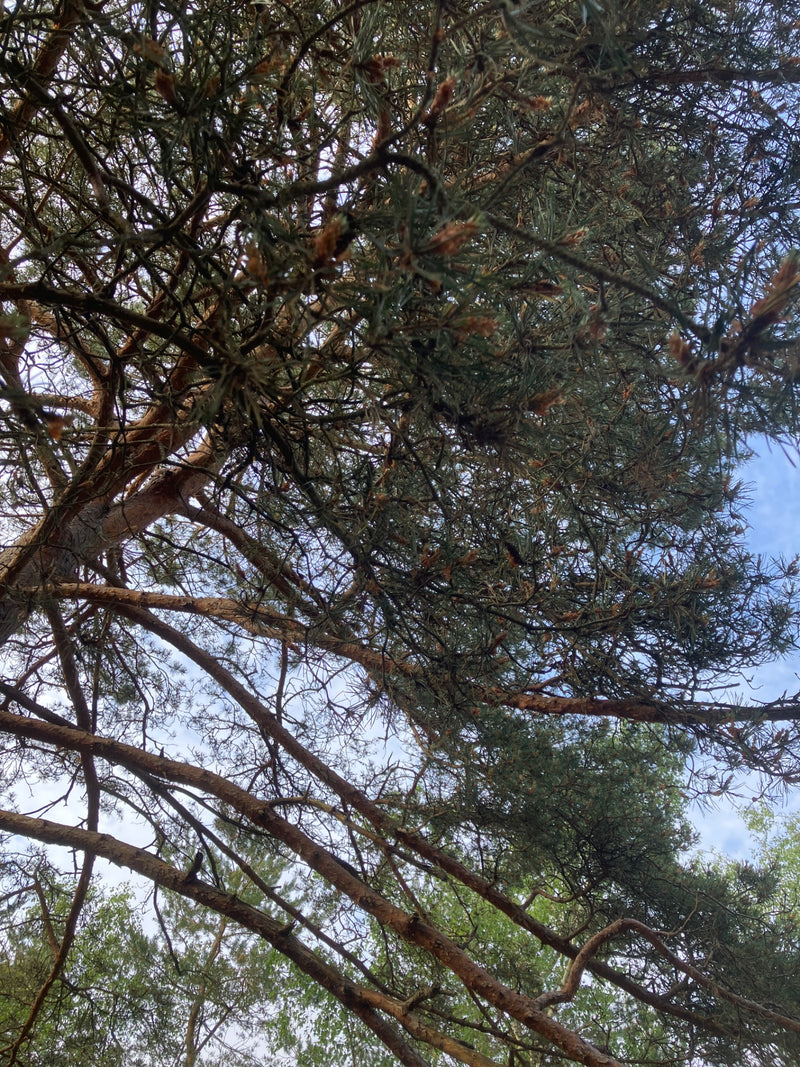 De afbeelding toont een blik omhoog in de kroon van een grove den met typische takken en naalden tegen de lucht. De roodachtige schors en vertakte twijgen zi...