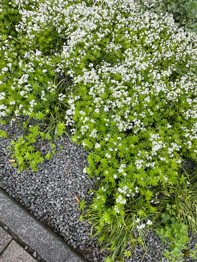 Woodruff — Bild 1